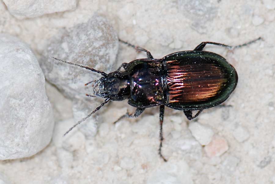 Pterostichus (Cheporus) burmeisteri